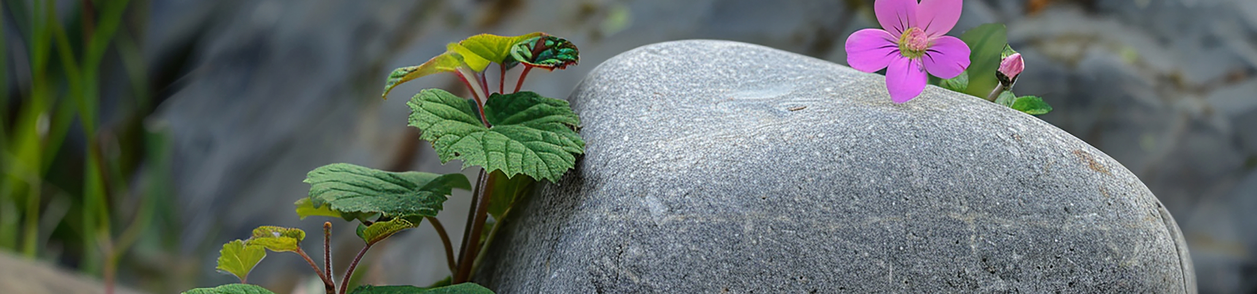 庭石をお探しの方へ その他業種の方